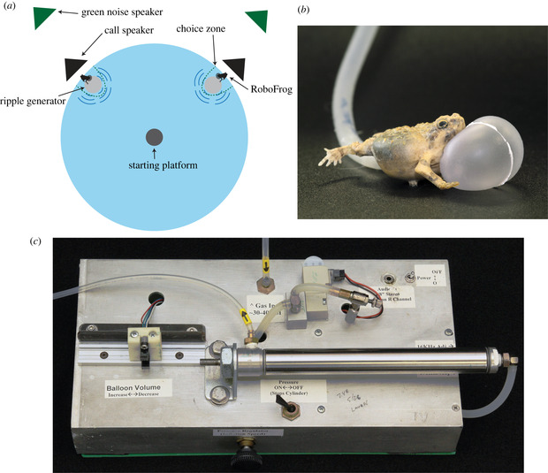 Experimental setup for robotic frog playback experiments, showing the arena, robofrog with inflatable vocal sac, and mechanical apparatus
